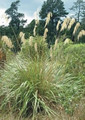 Ornamental Grass Seed - Cortaderia Pampas Grass Fulvida  Seeds