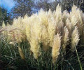 Ornamental Grass Seed - Cortaderia Pampas Grass Pumila
