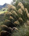 Ornamental Grass Seed - Cortaderia Pampas Grass Richardii