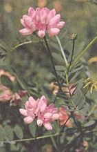 Coronilla Crownvetch Varia