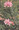 Coronilla Crownvetch Varia