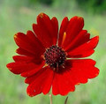 Coreopsis Red River Valley