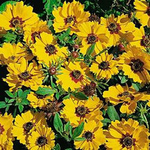 Coreopsis Basilis Sunshine