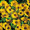 Coreopsis Basilis Sunshine