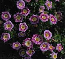 Convolvulus Ensign Series Rose