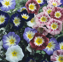 Convolvulus Choice Mix