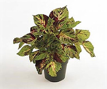 Coleus Wizard Series Mosaic