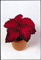 Coleus Super Rainbow Series Red Velvet