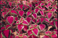 Coleus Super Rainbow Series Color Pride