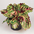 Coleus Kong Mosaic