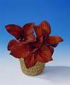 Coleus Giant Exhibition Magma Scarlet