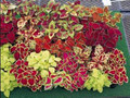 Coleus Fairway Mix