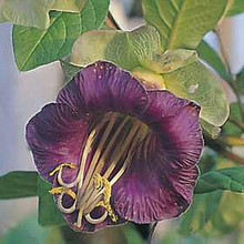 Cobaea Scandens Purple