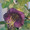 Cobaea Scandens Purple