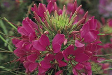 Cleome Sparkler Series Rose