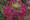 Cleome Sparkler Series Rose