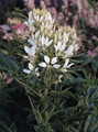 Cleome Queen Series White
