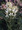 Cleome Queen Series White