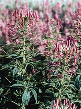 Cleome Queen Series Rose