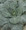 Collards Vates
