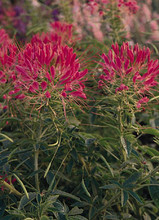 Cleome Queen Series Cherry