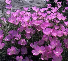 Clarkia Lilac Pixie