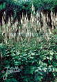 Cimicifuga Racemosa var corifilia Perennial Seeds