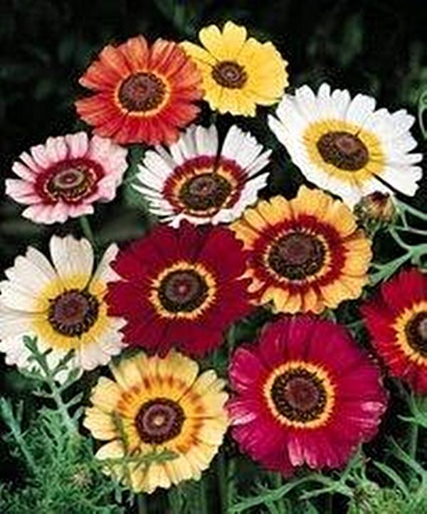 Chrysanthemum Rainbow Mix Annual Seeds