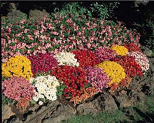 Chrysanthemum Autumn Glory