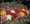 Chrysanthemum Autumn Glory
