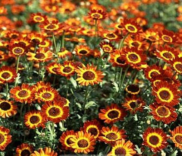 Chrysanthemum German Flag Annual Seeds