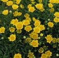 Chrysanthemum Button Yellow