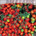 Cherry Roma Tomato