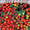 Cherry Roma Tomato