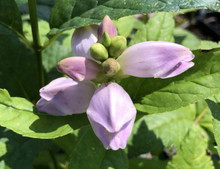 Chelone Turtlehead Glabra 