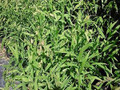 Ornamental Grass Seed - Chasmanthium Uniola Latifolium