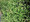 Ornamental Grass Seed - Chasmanthium Uniola Latifolium