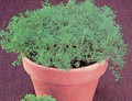 Herb Seeds - Chamomile