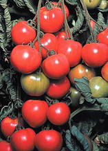Early Cascade Tomato