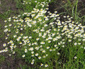 Herb Seeds - Chamomile