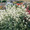 Centranthus Valerian Ruber White Snowcloud