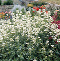 Centranthus Valerian Ruber White Snowcloud