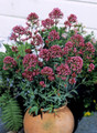 Centranthus Valerian Ruber Rosy Red