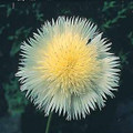 Centaurea Florence Series White