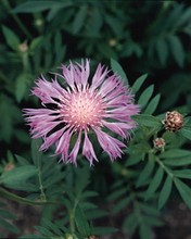 Centaurea Dealbata
