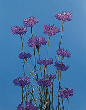 Centaurea Boy Series Blue