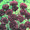 Centaurea Boy Series Midnight
