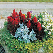 Celosia New Look Annual