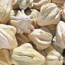 Winged Mix Gourd