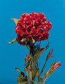 Celosia Fireglow